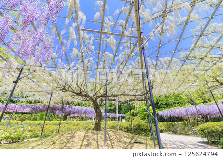 紅山和佐森林富士花園盛開 125624794