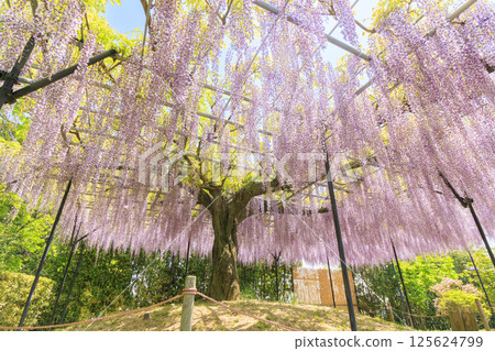 Red Hill Hesa Forest Fuji Garden in full bloom Red Hill Hesa Forest Fuji Garden in full bloom 125624799