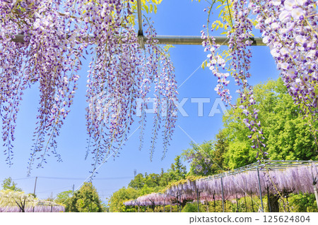 Red Hill Hesa Forest Fuji Garden in full bloom 125624804