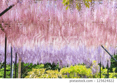 Red Hill Hesa Forest Fuji Garden in full bloom 125624822