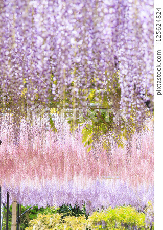 Red Hill Hesa Forest Fuji Garden in full bloom Red Hill Hesa Forest Fuji Garden in full bloom 125624824