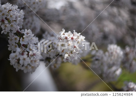 Cherry tree in full bloom  125624984