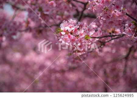 Yokou Cherry Blossoms Yokou Cherry Blossoms 125624995