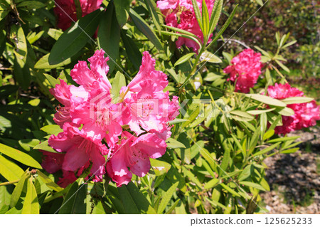 Red Hill Hessian Forest: A path lined with blooming rhododendrons Red Hill Hessian Forest: A path lined with blooming rhododendrons 125625233