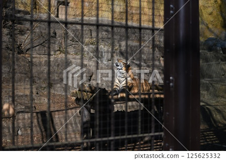 A tiger 125625332