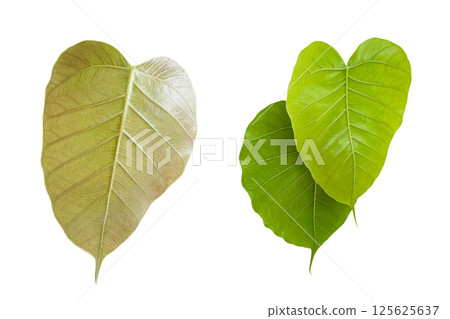 A cutout of a Bodhi tree leaf with clipping paths on white background. Symbol of peace mindfulness and enlightenment in many spiritual traditions. 125625637