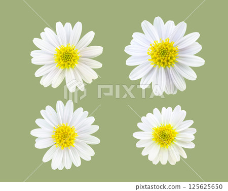 A cutout of Chamomile flower daisy flower on a white background symbolizing joy positivity and simple natural beauty. 125625650