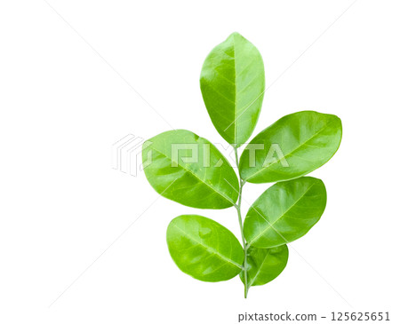 Cutout of a fig tree leaf with clipping paths on white background. Ideal for botanical projects and eco themed designs. 125625651