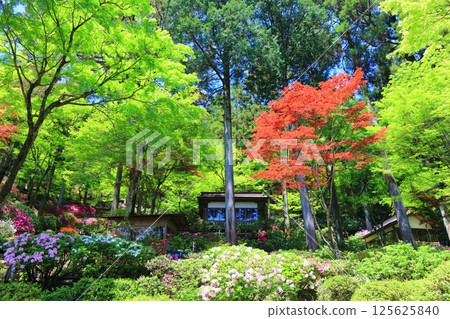 [Saga Prefecture] Daikozenji Temple with azaleas in full bloom 125625840