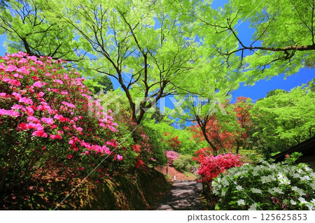 [Saga Prefecture] Daikozenji Temple with azaleas in full bloom 125625853
