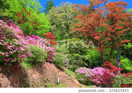 [Saga Prefecture] Daikozenji Temple with azaleas in full bloom 125625855
