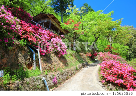 [Saga Prefecture] Daikozenji Temple with azaleas in full bloom 125625856