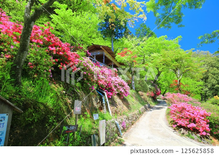 [Saga Prefecture] Daikozenji Temple with azaleas in full bloom 125625858