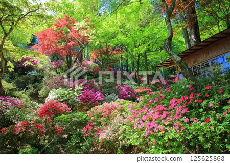 [Saga Prefecture] Daikozenji Temple with azaleas in full bloom 125625868