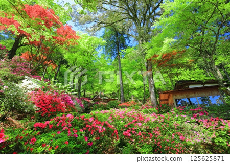 [Saga Prefecture] Daikozenji Temple with azaleas in full bloom 125625871