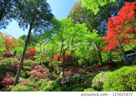 [Saga Prefecture] Daikozenji Temple with azaleas in full bloom 125625872