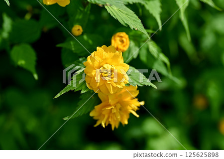 Yaeyama Mabuki Yaeyama Mabuki 125625898