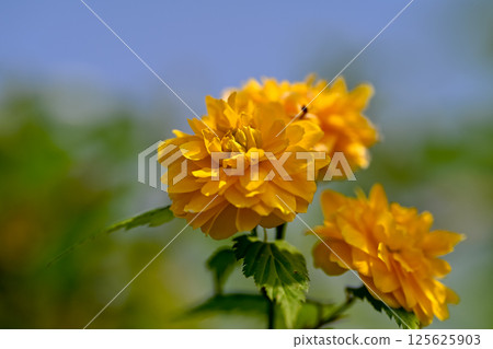 Yaeyama Mabuki Yaeyama Mabuki 125625903