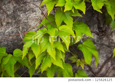 Bright green, three-lobed leaves of a climbing vine cascade against a textured gray stone wall, with delicate tendrils reaching out Bright green, three-lobed leaves of a climbing vine cascade against a textured gray stone wall, with delicate tendrils reaching out 125626125