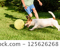 Growing up with pets. Happy child and energetic Jack Russell Terrier playing outdoors active game with oversized toy ball on a sunny say 125626268