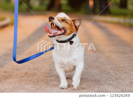 Excited Jack Russell Terrier dog on a leash enjoying a walk in the park Excited Jack Russell Terrier dog on a leash enjoying a walk in the park 125626269