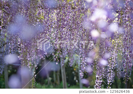 Purple wisteria flowers bathed in spring sunlight Purple wisteria flowers bathed in spring sunlight 125626436