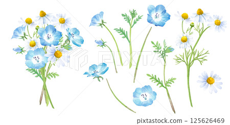 一小束粉蝶花和洋甘菊。水彩插圖。一組組件。 125626469