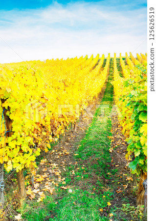 Wine route of Alsace 125626519