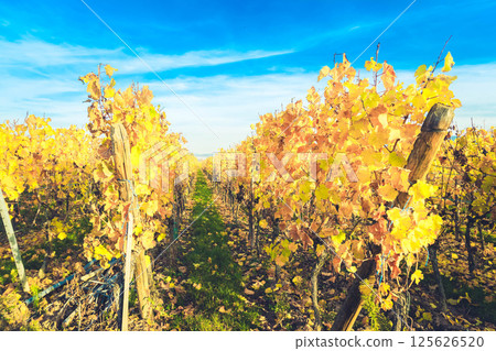 Wine route of Alsace 125626520