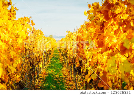 Wine route of Alsace Wine route of Alsace 125626521