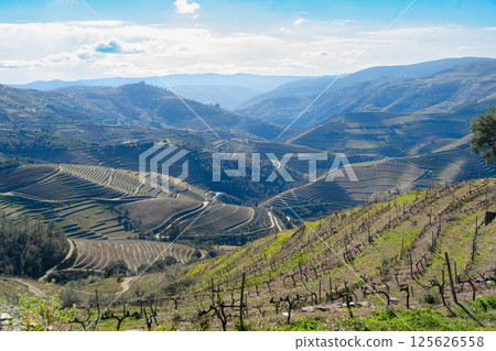 Douro wine valley Douro wine valley 125626558