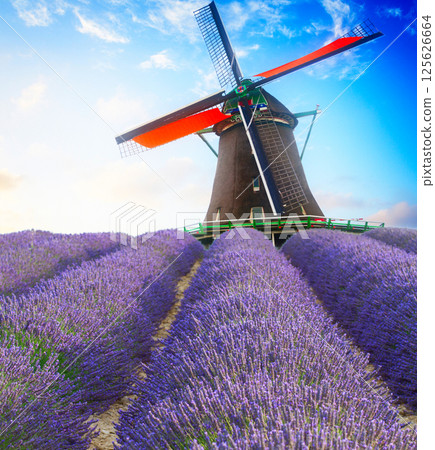 Lavender field Lavender field 125626664