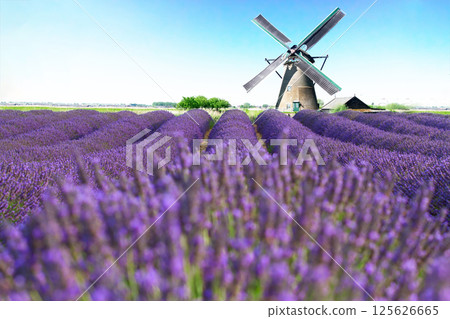 Lavender field 125626665