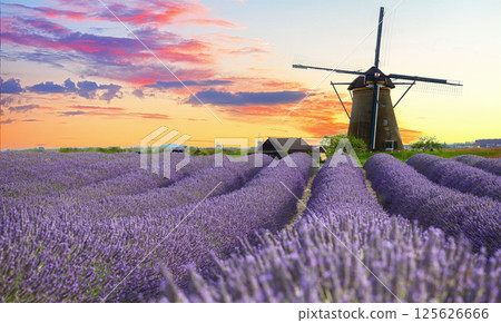 Lavender field 125626666