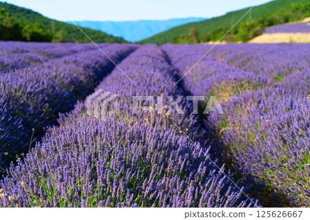 Lavender field at summer 125626667