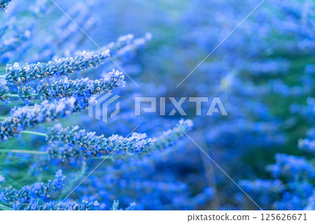 Lavender field at summer 125626671