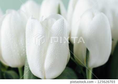 Mothers day, Valentines Day, Birthday celebration concept. Greeting card. Beautiful Bouquet of white delicate tulips. Copy space. Spring background. March 8, International Womens Day 125626703