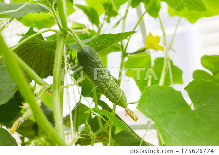 Green cucumbers grow in a greenhouse. 125626774