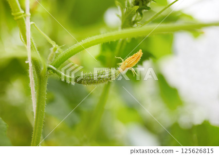The ovary of a small cucumber grows in a greenhouse The ovary of a small cucumber grows in a greenhouse 125626815