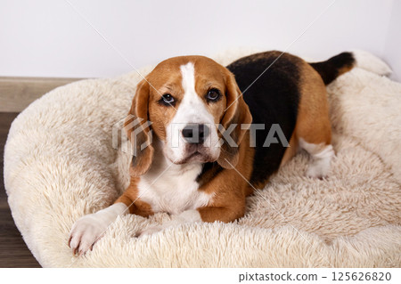 A beagle dog lies on a soft dog bed. 125626820
