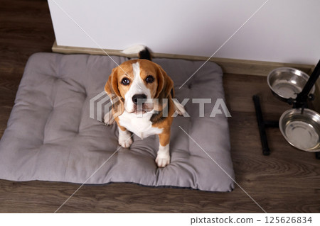 Beagle dog sits on a soft bed Beagle dog sits on a soft bed 125626834