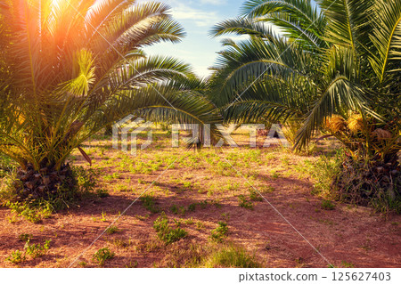 A row of tropical palm trees against the sunset sky. Palm grove. Tropical evening landscape A row of tropical palm trees against the sunset sky. Palm grove. Tropical evening landscape 125627403
