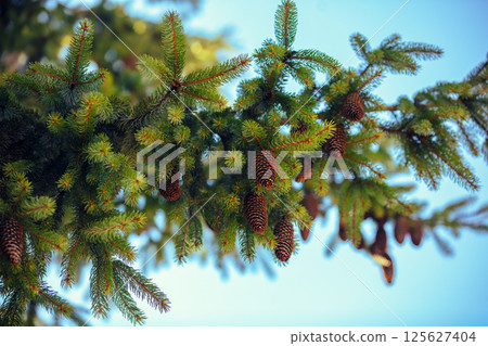 Fir branch with cones against the blue sky Fir branch with cones against the blue sky 125627404