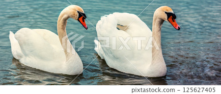 A pair of swans swim together in the lake. Horizontal banner A pair of swans swim together in the lake. Horizontal banner 125627405