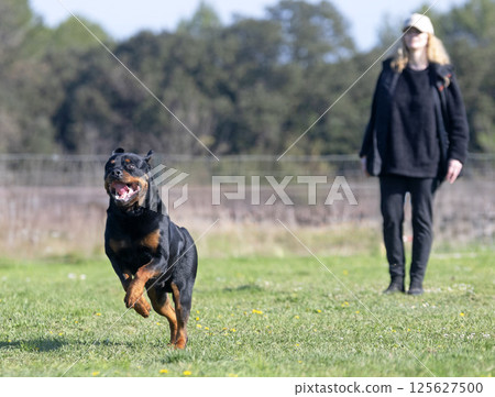 obedience training with a rottweiler 125627500