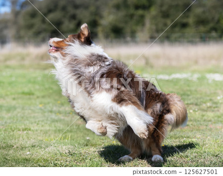 obedience training with a Australian Shepherd 125627501