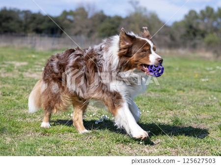 obedience training with a Australian Shepherd 125627503