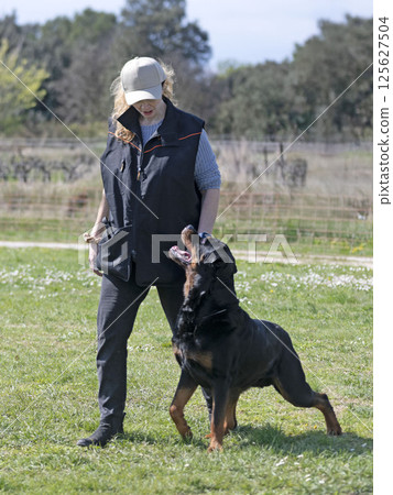 obedience training with a rottweiler obedience training with a rottweiler 125627504