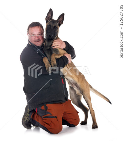 young malinois and his owner in studio 125627505