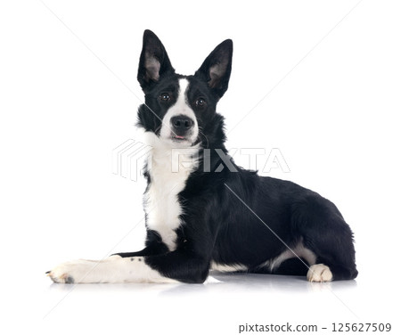 puppy border collie 125627509